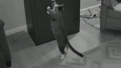 “CCTV Caught My Cat Cracking the Safe?!