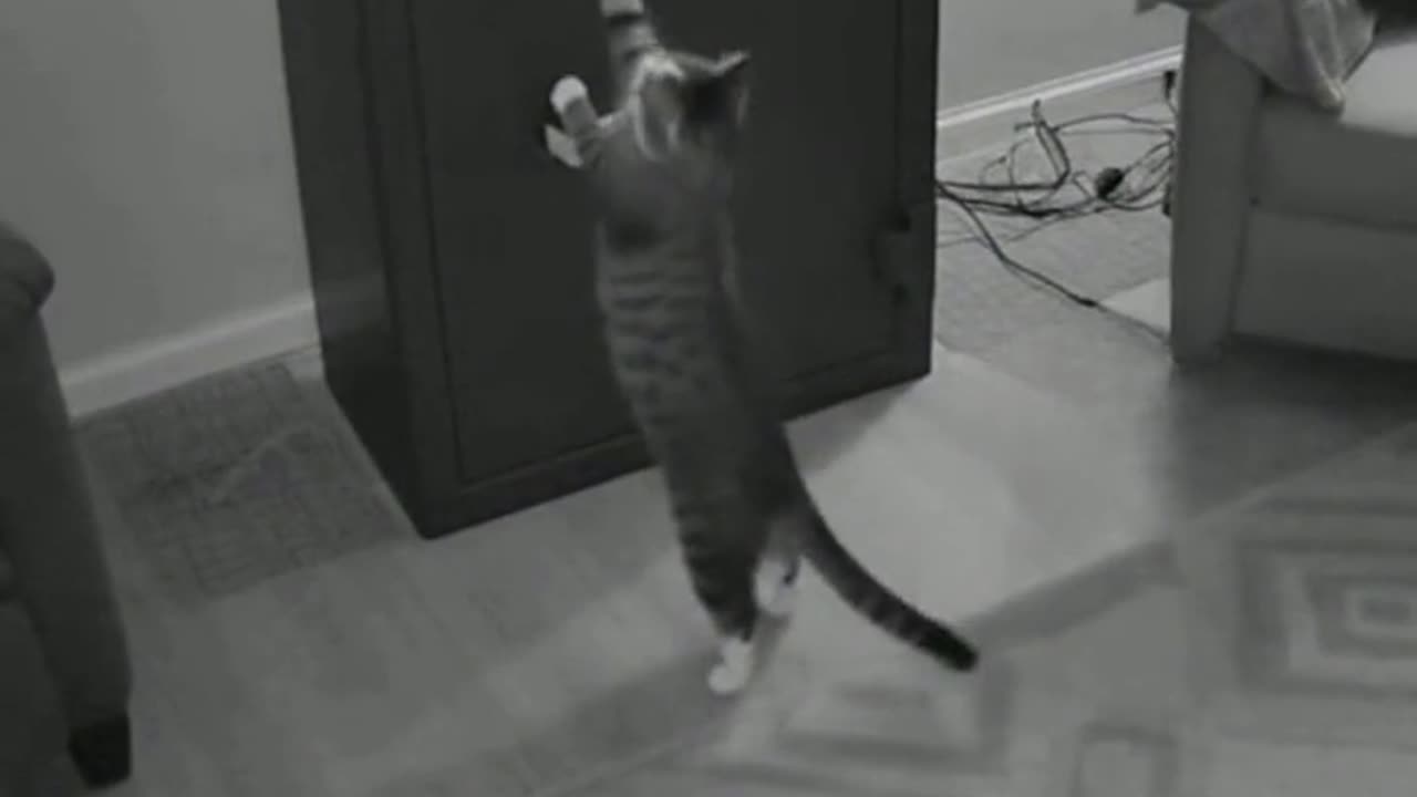 “CCTV Caught My Cat Cracking the Safe?!