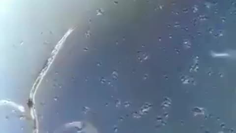 Ivermectin kills parasites in both humans In 2015 it won a Nobel prize for medicine