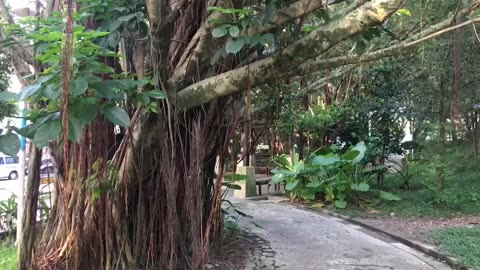 Ancient tree & flowers 💐🌲