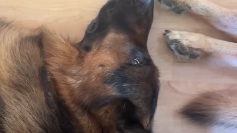 Shepherd Gives Side Eye As Sleeping Sister Kicks Face