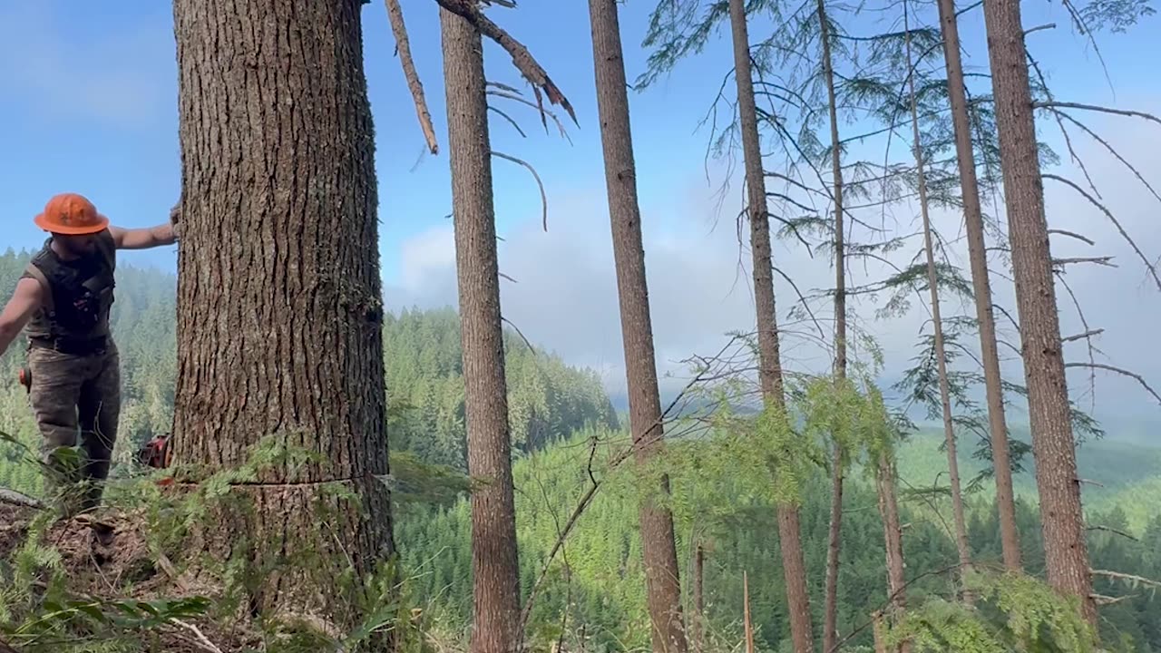 Guy Cuts Down Many Trees in One Shot