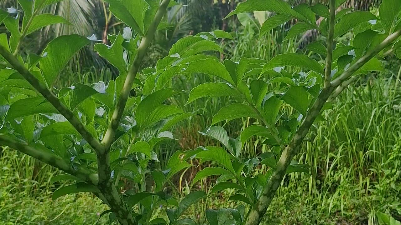 Spotted on the Way to the Farm — Elephant Foot Yam! 🐘🌿
