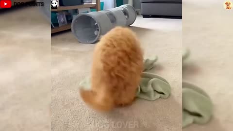 Funny Dogs & Cats
