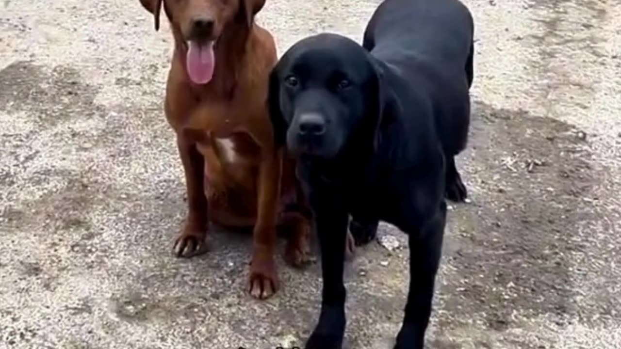 πΎ Cats vs. Dogs β The Ultimate Cuteness Battle! πΆπ±