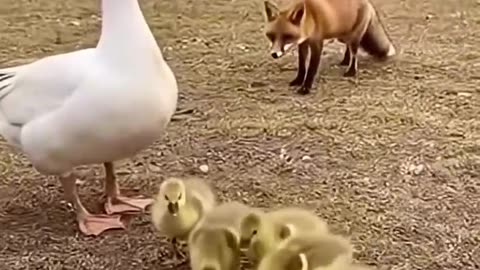 A mother will fight anyone to save her children