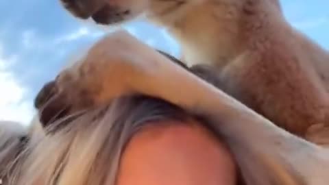 Kangaroo diaries only in Australia 🇦🇺