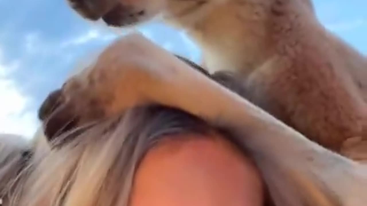 Kangaroo diaries only in Australia 🇦🇺