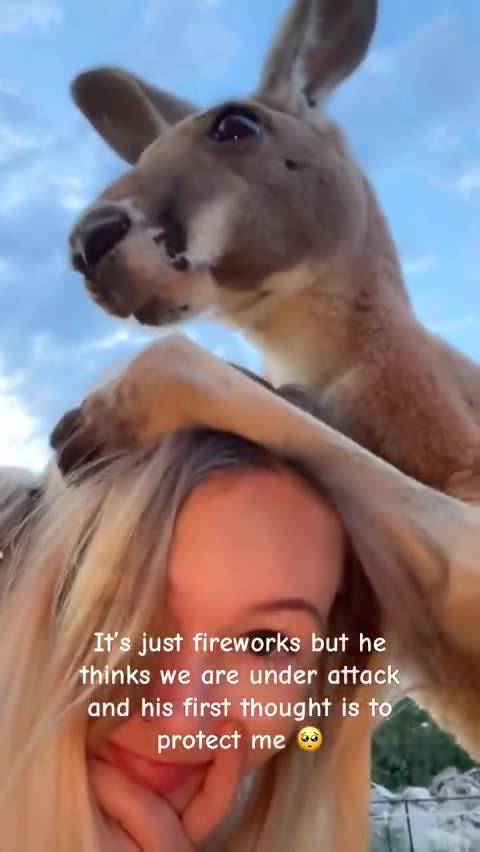 Kangaroo diaries only in Australia 🇦🇺