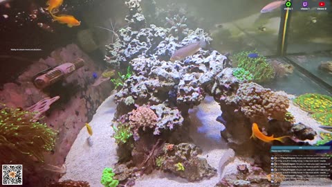 24/7 Real Live Reef Stream