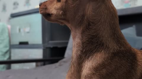 🐶😂 You Won't Believe This Adorable Smile! Dog Fail | FunFM