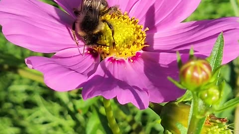 The Prettiest Bee on the most Lovely Wildflower