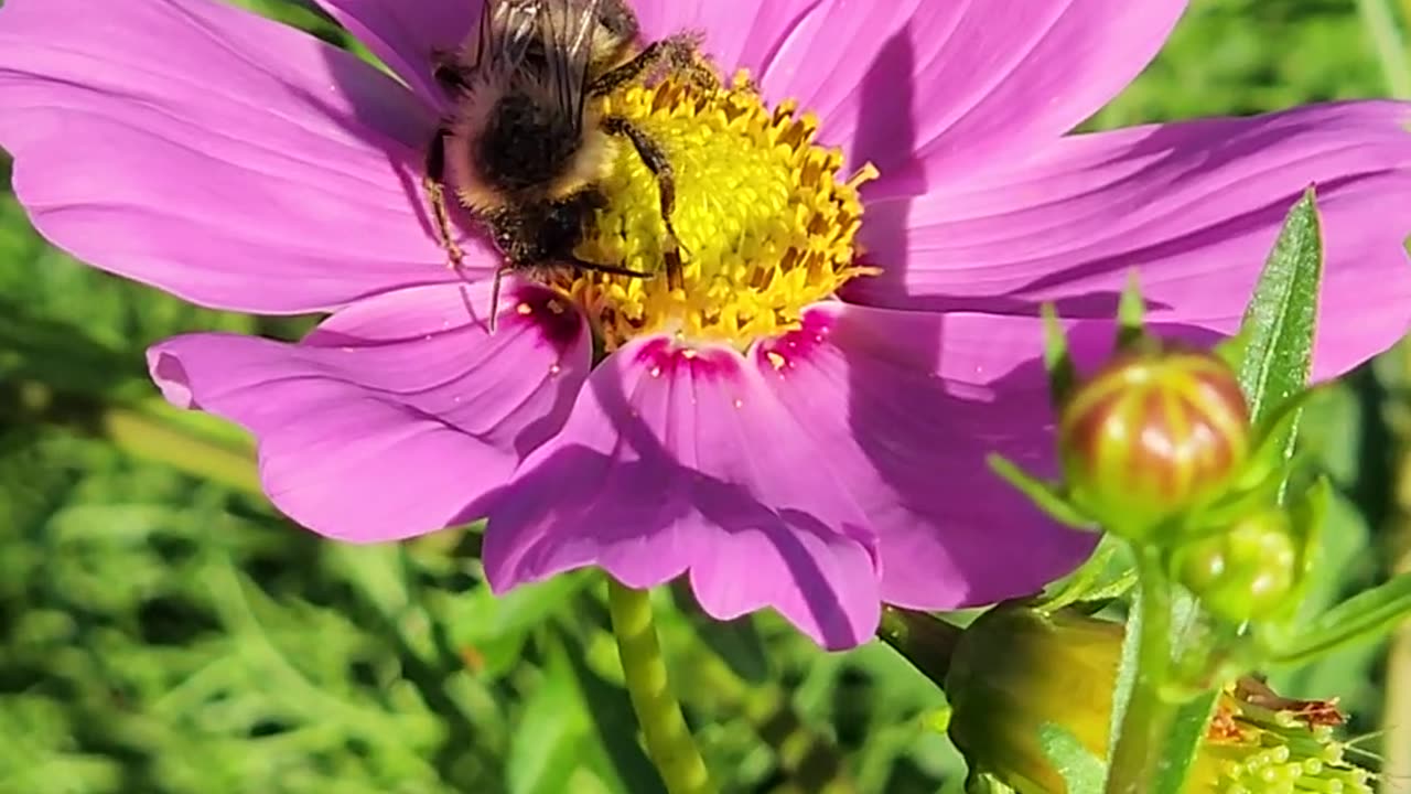 The Prettiest Bee on the most Lovely Wildflower