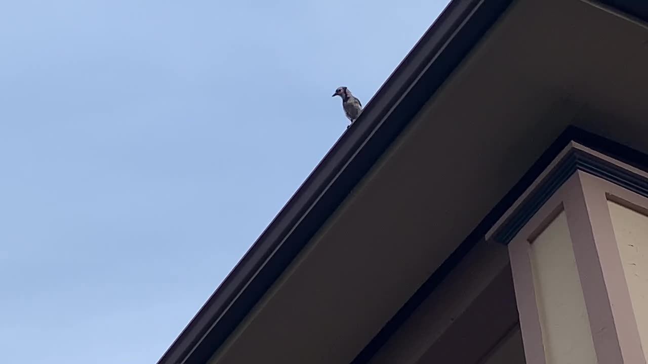 Gutter Bird