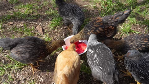 Pullets perplexed by strawberries.