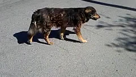 Why Stray Dogs Need Your Help: The Truth Behind Their Struggle