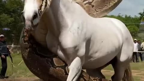 Wildlife Attack Caught on Camera !! Ataque Brutal !!