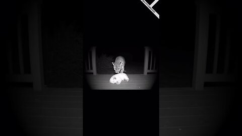 Why you shouldn't leave your puppy outside - AI Video Meme