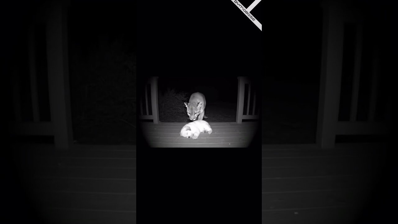 Why you shouldn't leave your puppy outside - AI Video Meme