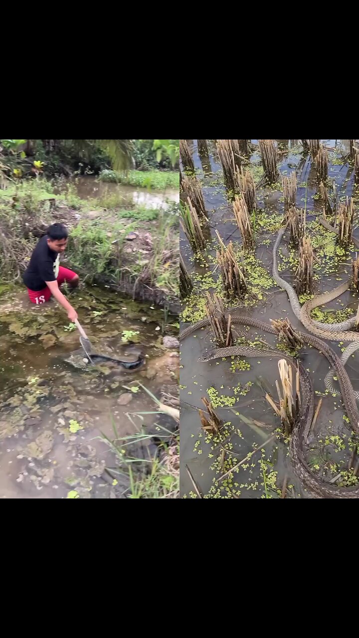 A man catches a very big fish. Meanwhile, there are many snakes in the banana grove.