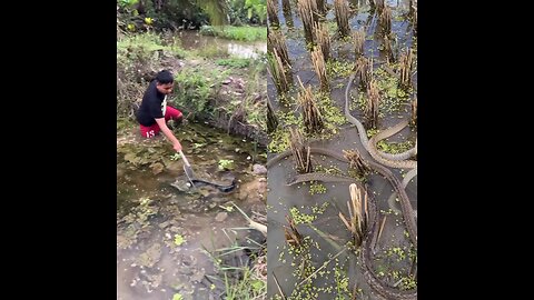 A man catches a very big fish. Meanwhile, there are many snakes in the banana grove.
