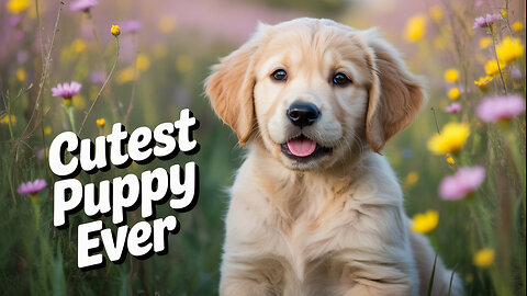 Cutest Golden of all time #dog #golden #usa #america
