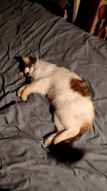 Brave let me clean the bed 2