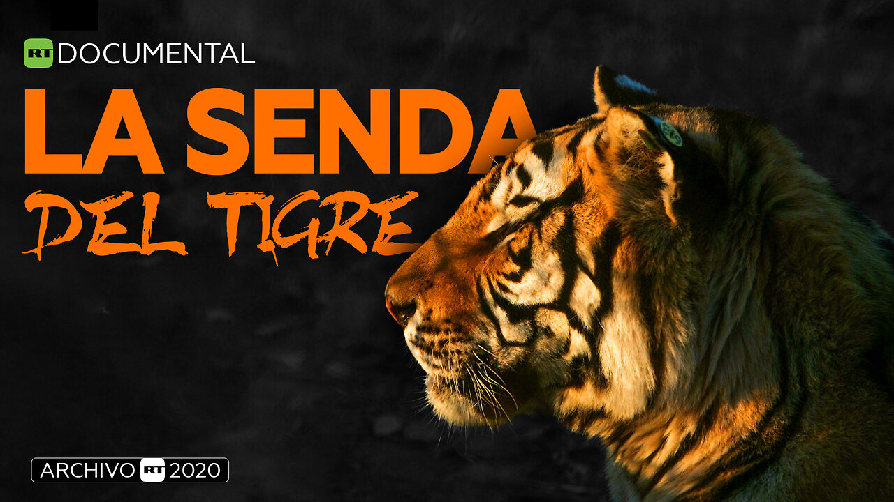La senda del tigre - Documental RT (Archivo RT 2020)