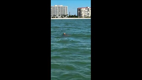 Livestream Highlight | Loggerhead Sea Turtle!