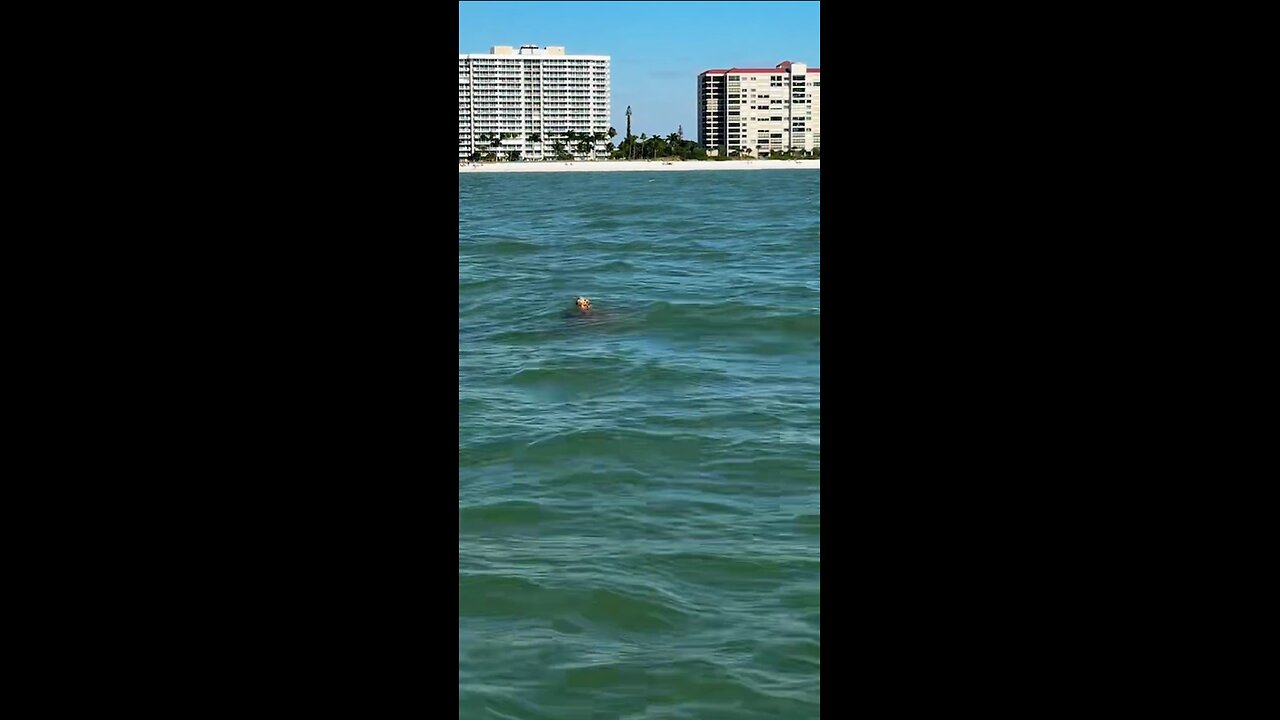 Livestream Highlight | Loggerhead Sea Turtle!