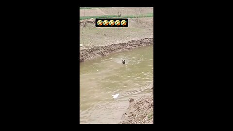It's funny how the duck gets to duck the dog
