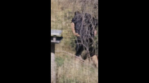 wtf?