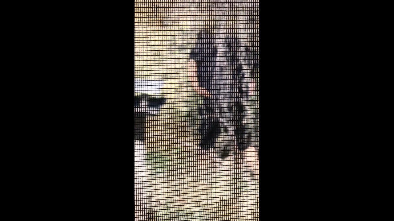 wtf?