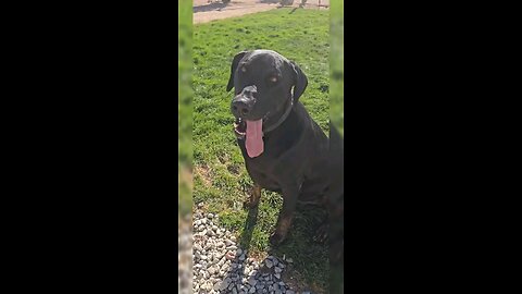 Epic Dog vs Drone Chase in the Backyard!