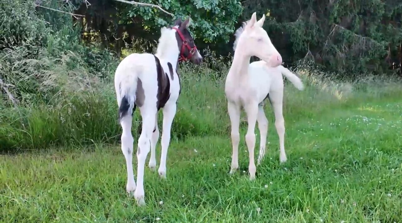 2 Fohlen
