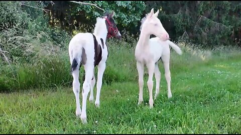 2 Fohlen