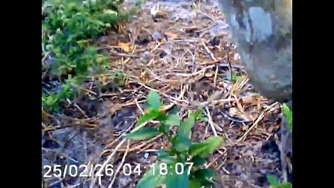Digital camera Footage In 2025