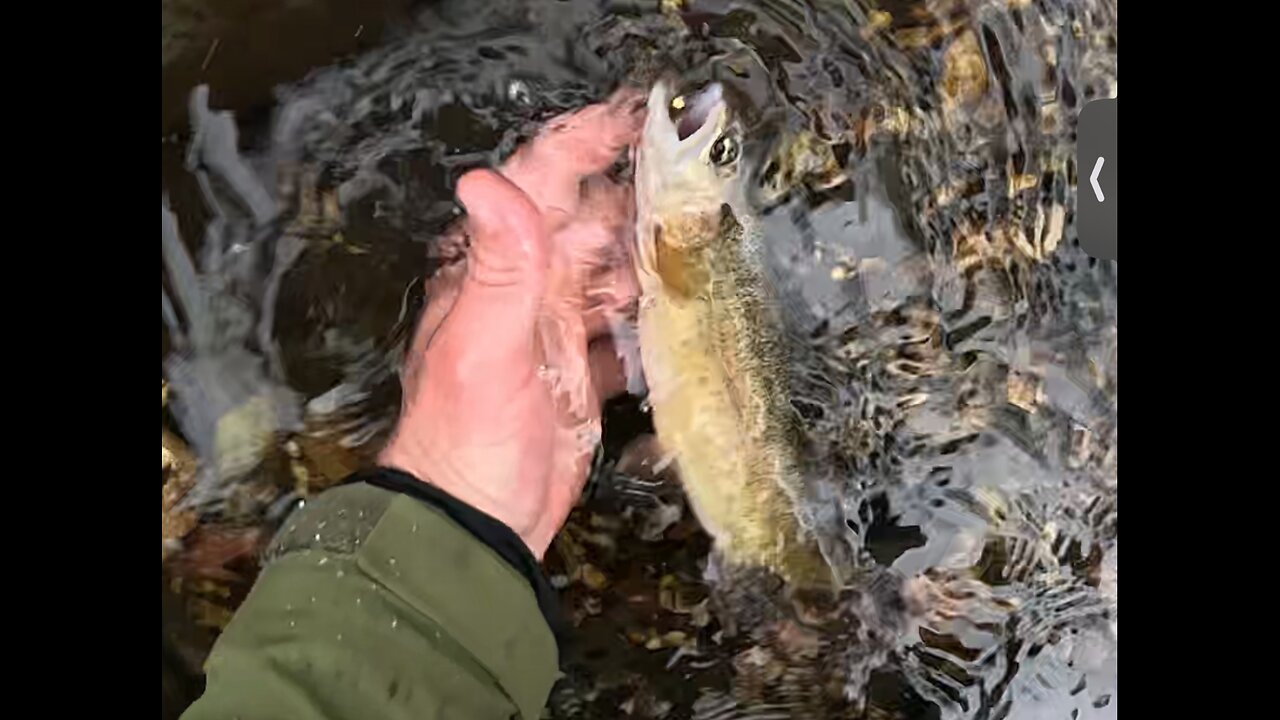 Fly Fishing Arizona for Gila and Brown Trout in the snow