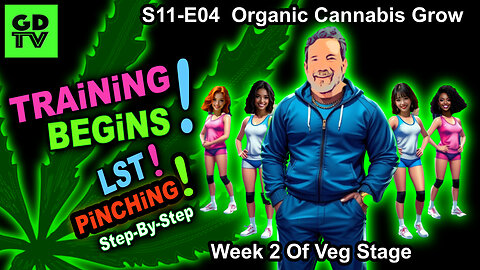 S11-E04 - Day 8 of Veg - Step By Step How To LST - Topping At 4th Node - Organic Cannabis Grow