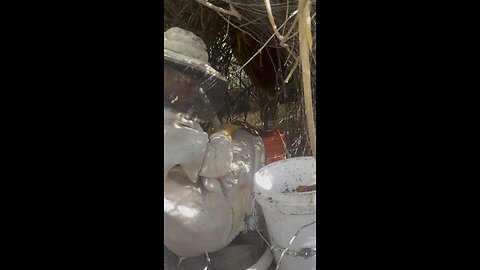 Bee removal from lot