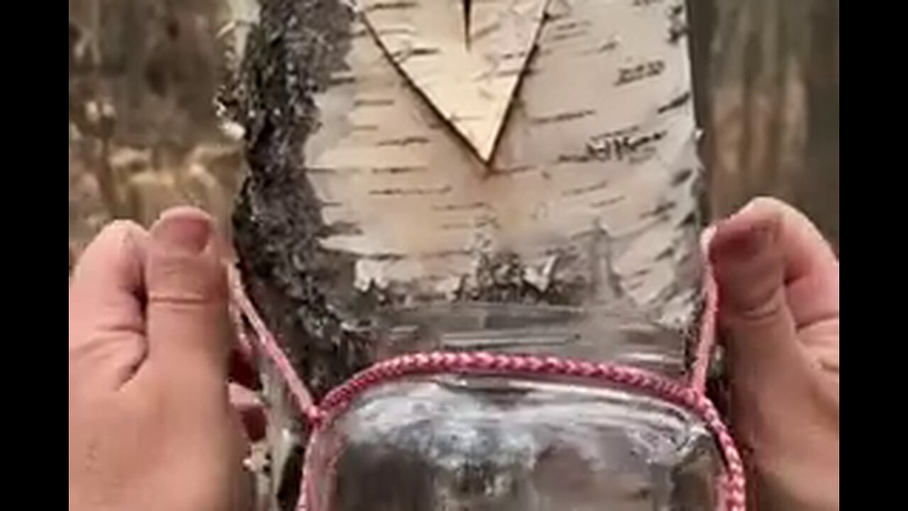 Learn How to get Fresh water from Trees!