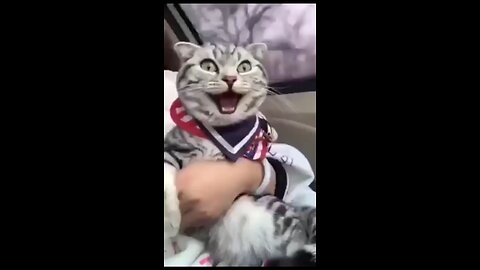 **"Epic Cat Reaction! First Car Ride Excitement!"**
