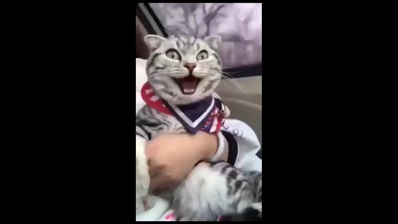 **"Epic Cat Reaction! First Car Ride Excitement!"**