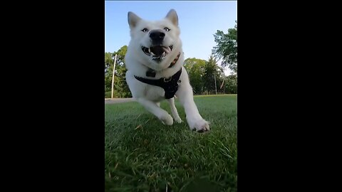 Husky vs rc car