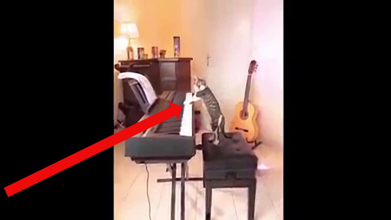 TikTok's To Make You Laugh!!!