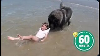 AMAZING Dog Saves Little Girl 😳 | BEST Dog Videos