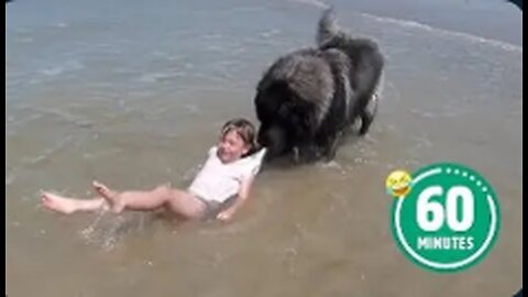 AMAZING Dog Saves Little Girl 😳 | BEST Dog Videos