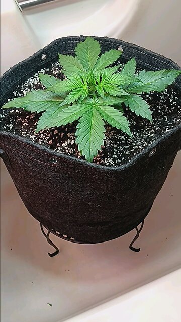 Mimosa Cake auto week 2 day 2