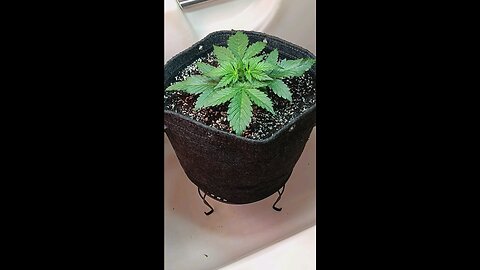 Mimosa Cake auto week 2 day 2