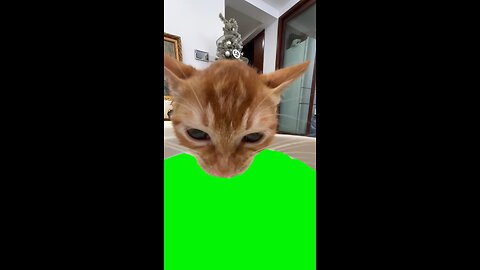 Cat Drinking Milk | Green Screen